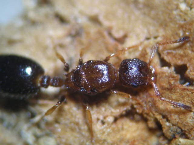 formica regina di Temnothorax in Andricus caputmedusae